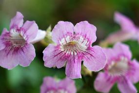 small pink flowers in closeup