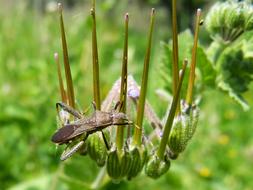 Insect Antennas Bug