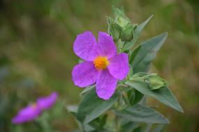 The open little pink flower is beautiful