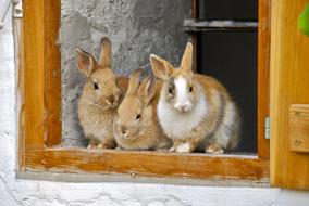 Rabbit Farm Window