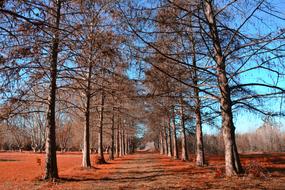 Forest Trees Autumn
