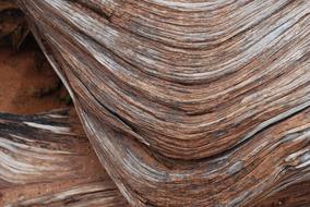 Wood Texture