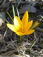 Crocus Spring Flower