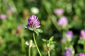 Red Blue Clover plants