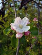 Apple Blossom Blooming Flower