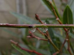 drops of water on a branch
