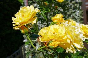 yellow flowers bouquet beauty