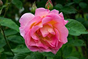 Rose Dr Eckener Pink