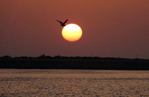 Sunset Bird Gull