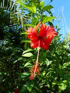 beautiful red flower in a bush