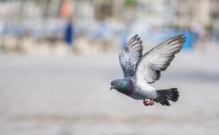 Bird Pigeon Wing