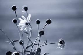 Flower Nature Blossom