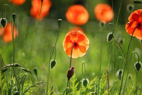 Poppy orange Plant Flowers