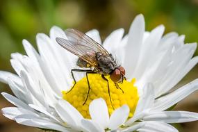 Flower Fly Daisy