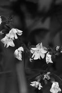 white flowers on a black background summer
