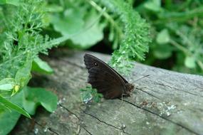 Butterfly Nature Green