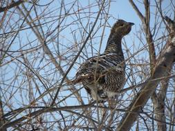 Glukharka Bird Forest Chicken