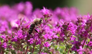 a bee sitting on purple flowers