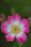 Wild Rose Summer Blossom