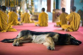 sleeping dog buddha