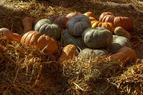 Colorful fresh pumpkins in the hay