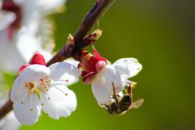 Bee Flower Green