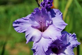 Gladiolus Gladidus Butterfly