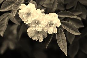 Wild Roses Flowers Rose