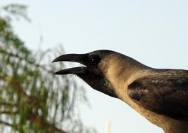 Bird Crow House