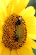 a beautiful yellow flower is blooming