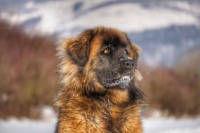 Leonberger Dog Winter