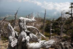a large driftwood in the field