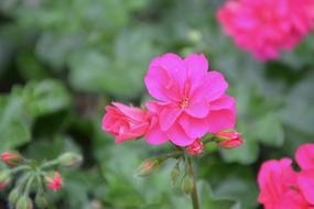 pink flowers on the bush are small summer flowers