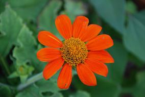 Orange Flower
