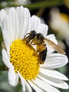 Honey Bee Insect