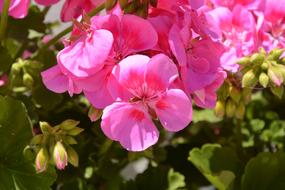 Geranium Flowers Pink
