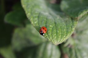 Ladybird Ladybug Nature