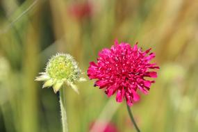 green and pink Blossoms macro picture