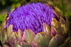 Artichoke Flower Fruits