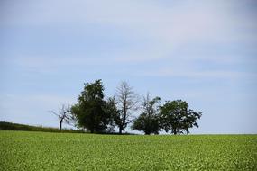 Grove Of Trees Landscape Nature