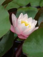 Pond Lily Waterlily