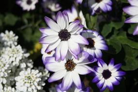 White and Violet Flowers in garden