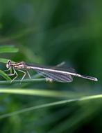 Dragonfly Insecta Wings