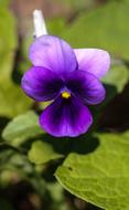 Pansy Flower Summer