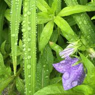 Raindrops Blossom Leaves Rainy