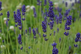 Lavender Herbs Nature