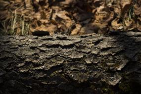 Tree Texture at Winter