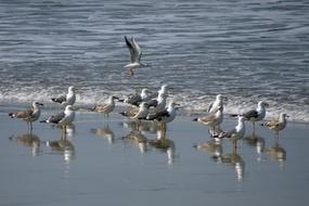 Bird Gull Heuglin&#39;S Siberian