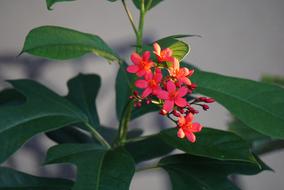 Flower Bloom Floral