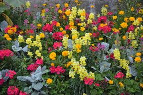little flowers are beautiful